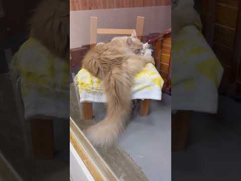 那須どうぶつ王国でほっこり癒されるベロニカさまの眠る様子 サムネイル