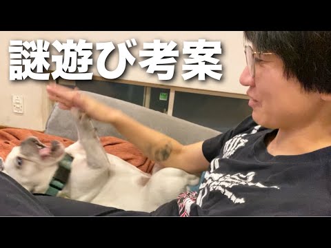 謎の遊びでフレブルの子犬を翻弄する嫁