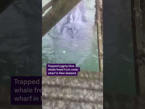 Trapped pygmy blue whale freed from under wharf in New Zealand