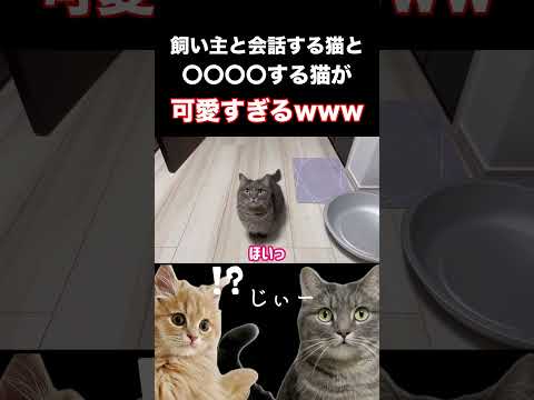 猫の動画サムネイル - うちの猫、ついに猫を超えたんだがwww#shorts #猫 #猫のいる暮らし