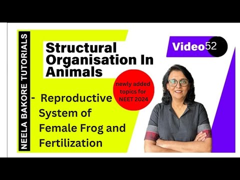 Reproductive System of Female Frog & Fertilization | NEET 2024 | Neela Bakore Tutorials