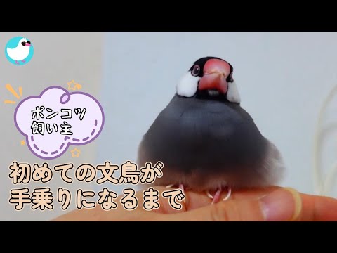 初めての文鳥をお迎えしたとき、私はポンコツ飼い主だった!
