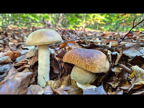 Море Осінніх білих грибів.ГРИБНИЙ РАЙ