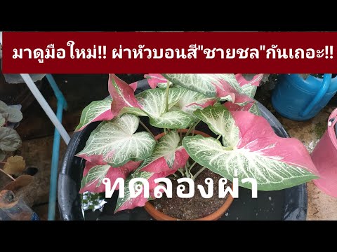 มือใหม่!!-ทดลองผ่าหัวบอนสี-ชาย มือใหม่!!-ทดลองผ่าหัวบอนสี-ชาย