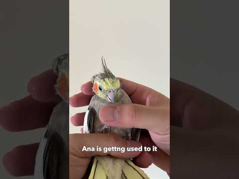 Do All Birds Like Being Held Upside Down?