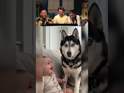 <strong>Spider</strong>-Man Cast REACTS to Sheldon 😂 Funny Husky Dog <strong>and</strong> Baby