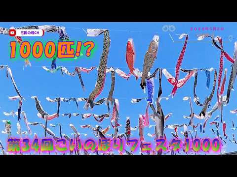 【圧巻】1000匹のこいのぼりが空を舞う!第34回こいのぼりフェスタ1000【2026年5月2日】
