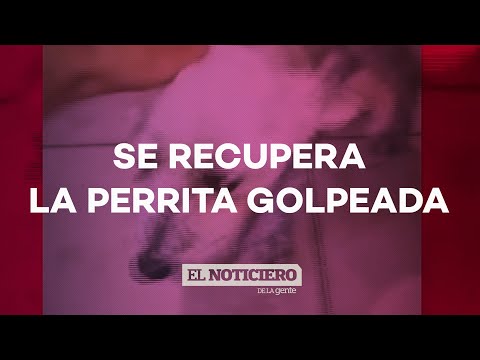 SE RECUPERA LA PERRITA PATEADA en La Plata - El Noti de la Gente