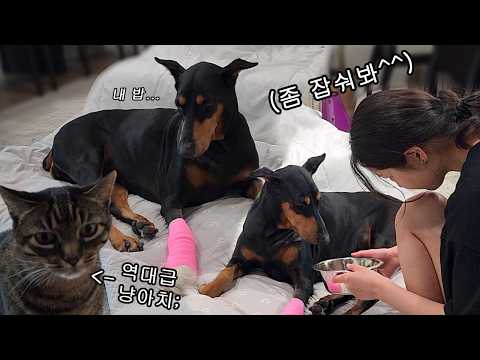 (충격) 아픈 동생 밥 뺏어먹는 고양이 실존 🐕𝒆𝒑𝟑 l 회복에 온가족이 몰빵 중