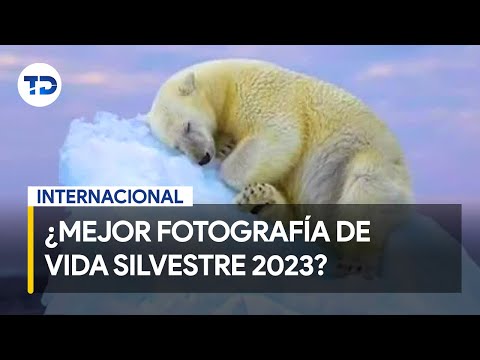 Anuncian finalistas del premio Wildlife Photographer of the Year 2023