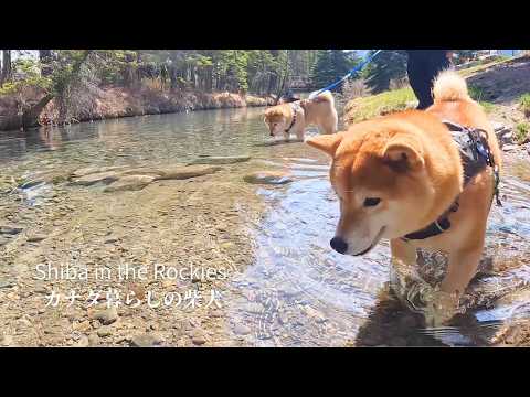 いきなりの暑さになり、街の清流巡りを満喫する柴犬たち【4K】