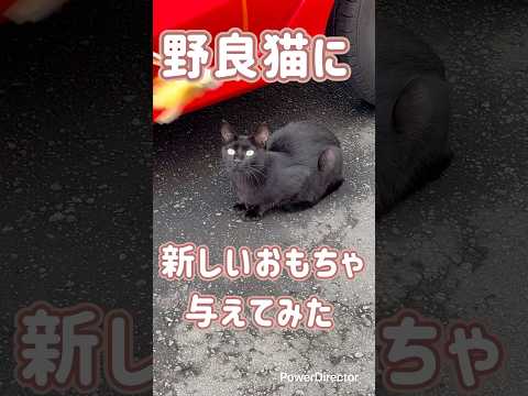 野良猫に新しいおもちゃ与えてみた🐱