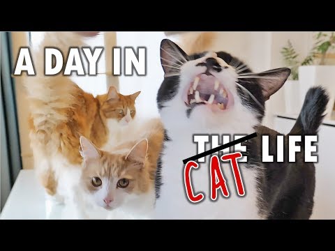 A day in the life of our cats