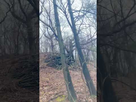 Roots system of this #tree #bizzare #trees #treeroots #naturephotography #nature #unusual #spring