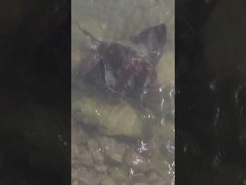 Stingrays in rock pool #shorts There is some amazing wildlife at this public beach in South Africa. 

Interested in fish and wildli