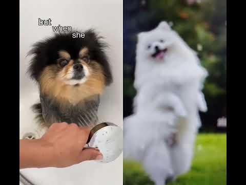 cute dog 🐕🐕🤩🤩😍😍