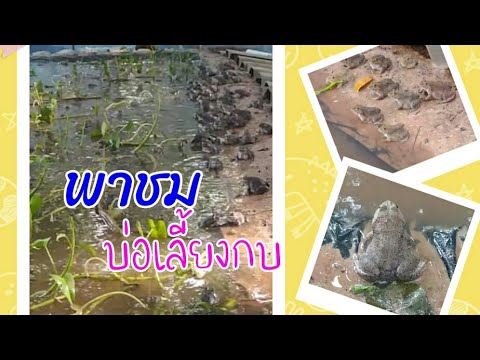 บ่อเลี้ยงกบ-เลี้ยงกบไว้กิน-ไว้ บ่อเลี้ยงกบ-เลี้ยงกบไว้กิน-ไว้