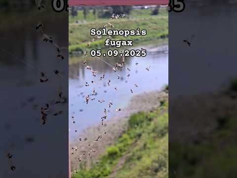 Ogromna rójka 05.09.2025 #ants #rójka