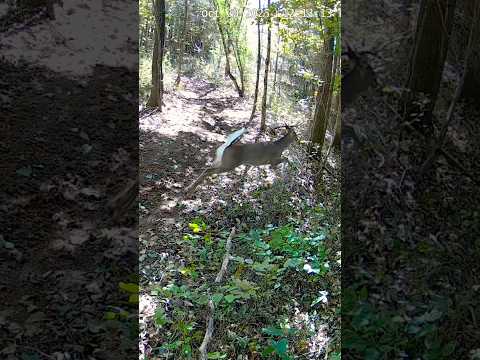 Two Deer on the Trail | One Walks Calmly, the Other Jumps from the Brush! 🦌🌿 #wildlifeshorts