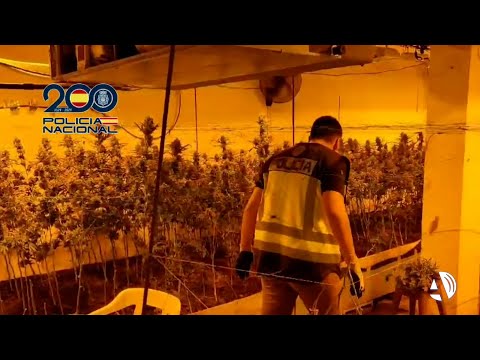 Desmantelan una plantación indoor de marihuana en Miralbueno y detienen a siete personas