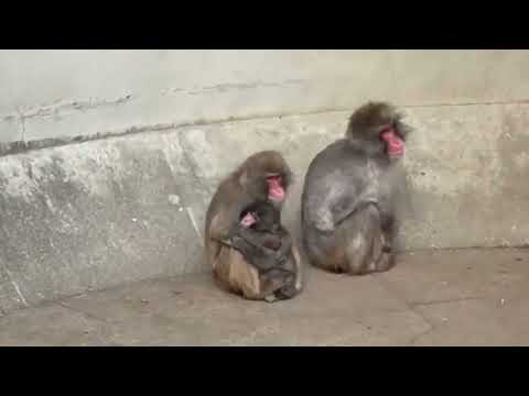 Panchi #panchi They Finally Took Care of Punch