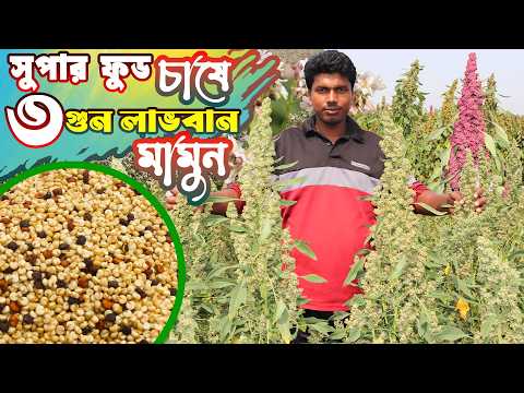 সুপার ফুড কিনোয়া ও ঢেমশি চাষে ৩ গুন লাভবান মামুন | কিনোয়া চাষ পদ্ধতি | Quinoa & Buckwheat farming