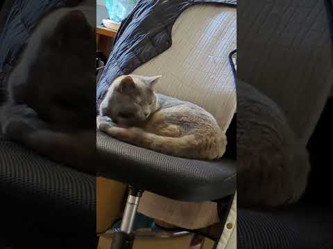 エヴァに乘りなさい  #猫 #cat  #サビ猫 #足長マンチカン #かわいい #猫のいる暮らし #shorts