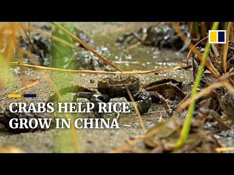 River crabs enrich rice fields in northeast China