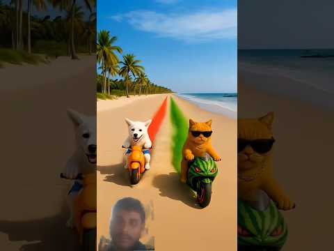 Puppy and Kitten motorcycle race. There is one player who is not fair #puppy #kitten
