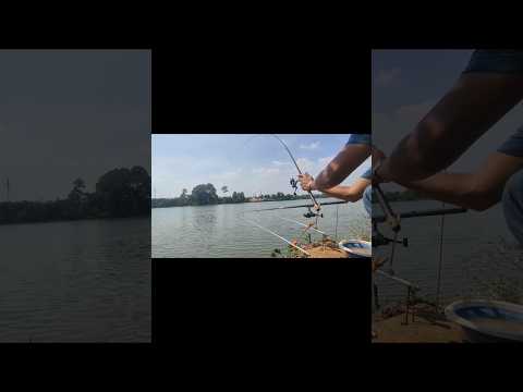 Câu cá bằng cần iso, trục 1.5, thẻo 0.8