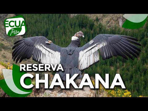 Ecuaterra | Reserva Chakana: Mega volcán que se convirtió en hogar del 30% de cóndores del Ecuador