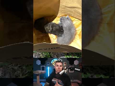 Florida Woman Buries 4 Kittens <strong>Alive</strong> in Her Backyard.