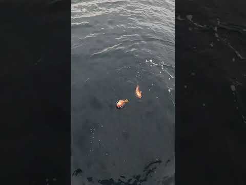 高知縣安藝沖水深87ｍ