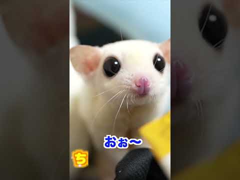おやつにプチコーンをあげたら・・ #フクロモモンガ #エキゾチックアニマル #ペット