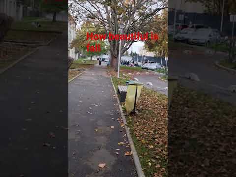 beautiful autumn leaves france #autumn falls #qazivlogfrance#travel #ytshorts #francevlog #love #fl
