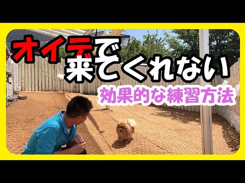 オイデで来てくれない、、が来てくれるに変わる練習方法♪