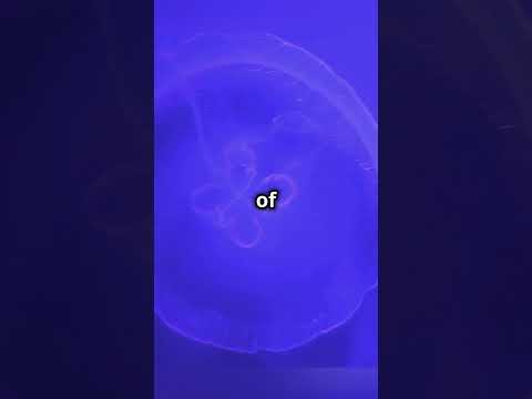 Deep-Sea Wonders: Strange Creatures of the Abyss #DeepSeaCreatures #OceanMysteries #MarineLife