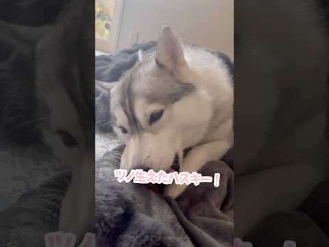 ツノが生えた換毛期のハスキー #シベリアンハスキー #ハスキー #ハスキー犬