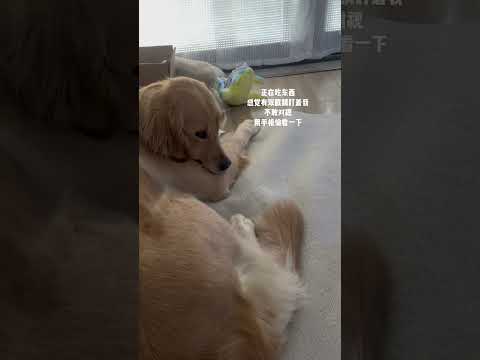 眼珠子怎么能翻到那么靠上#狗子能有什么坏心思 #鬼迷日眼的金毛 #动物的迷惑行为