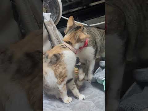 sky & oreo grooming time #short