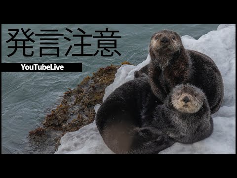 【モンストLIVE】大人のモンスト【ぎこちゃん】