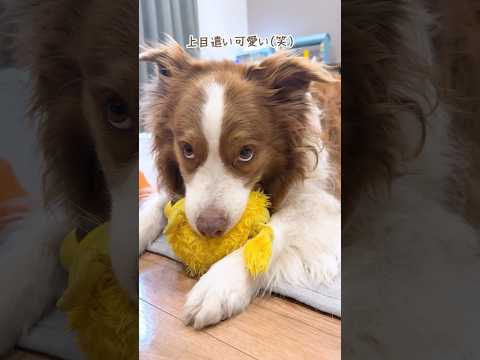 お気に入りのぬいぐるみをぶんぶん叩きつけてくる犬が可愛い😂🦁【ボーダーコリー】#shorts
