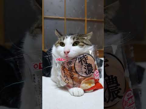 猫の動画サムネイル - 特濃深煎りピーナッツクリームパン　250520　#のせ猫 #cat #cute #ネコ #猫のいる暮らし #ねこ #animals #kitty #kitten #pets #cutecat