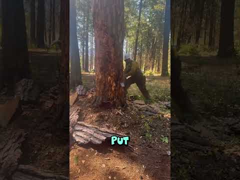 Do You Know Why Suddenly Fire Starts inside Tree 🌴