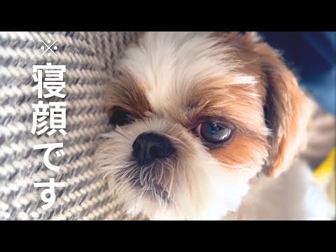 【シーズー】朝から盛りだくさんすぎた結果こうなりましたw w w【犬Vlog】