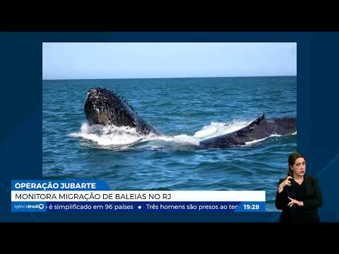 Operação Jubarte monitora migração de baleias no Rio de Janeiro