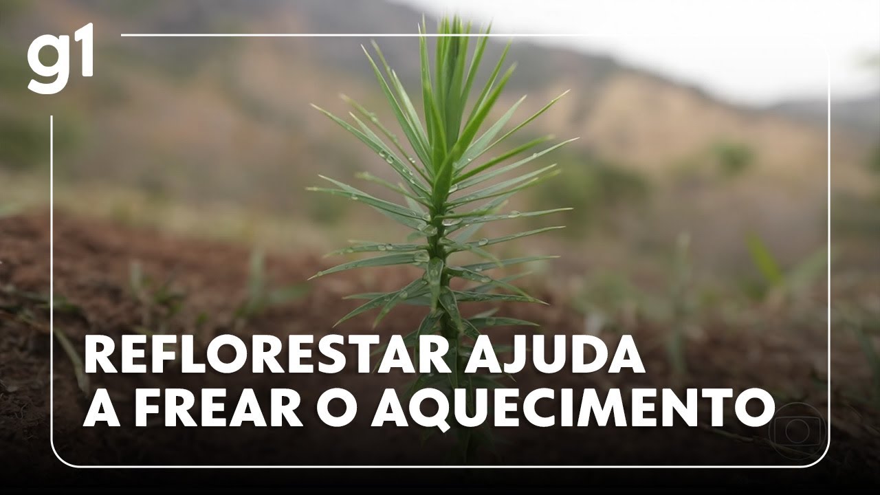 Jornal Hoje série mostra que recuperação de áreas verdes é um dos caminhos para cumprir as metas TV Online Jornal Hoje série mostra que recuperação de áreas verdes é um dos caminhos para cumprir as metas