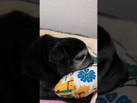 黒パグ小梅🐶お気に入りの枕で寝る小梅🐏💤