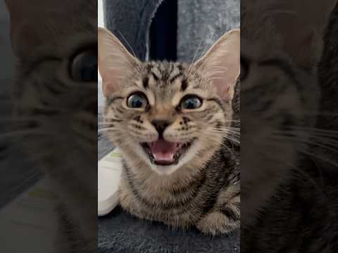 猫の動画サムネイル - パパにお返事をする子猫が可愛すぎる!! #shorts #猫 #cat
