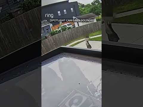 Abby caught the same unwelcome visitor checking her car doors twice in one day!